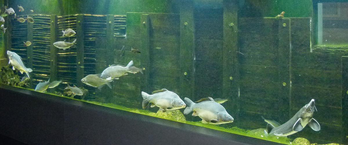 Wartha Teiche Im Aquarium Vewatech